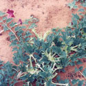 harpagophyton